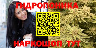 индика Кингисепп